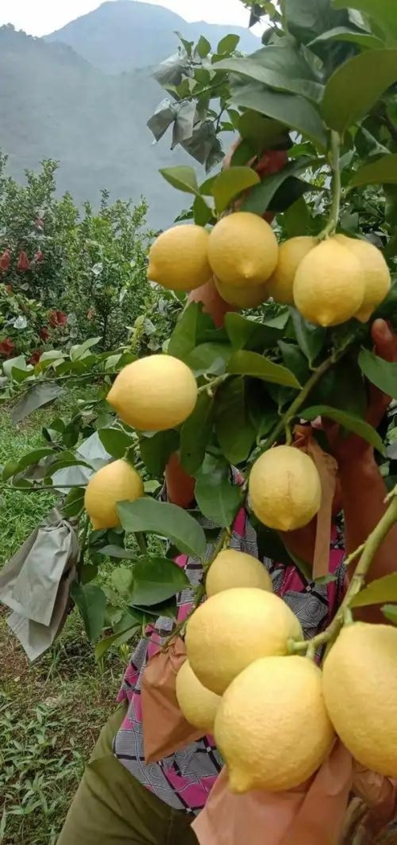 尤力克黄柠檬