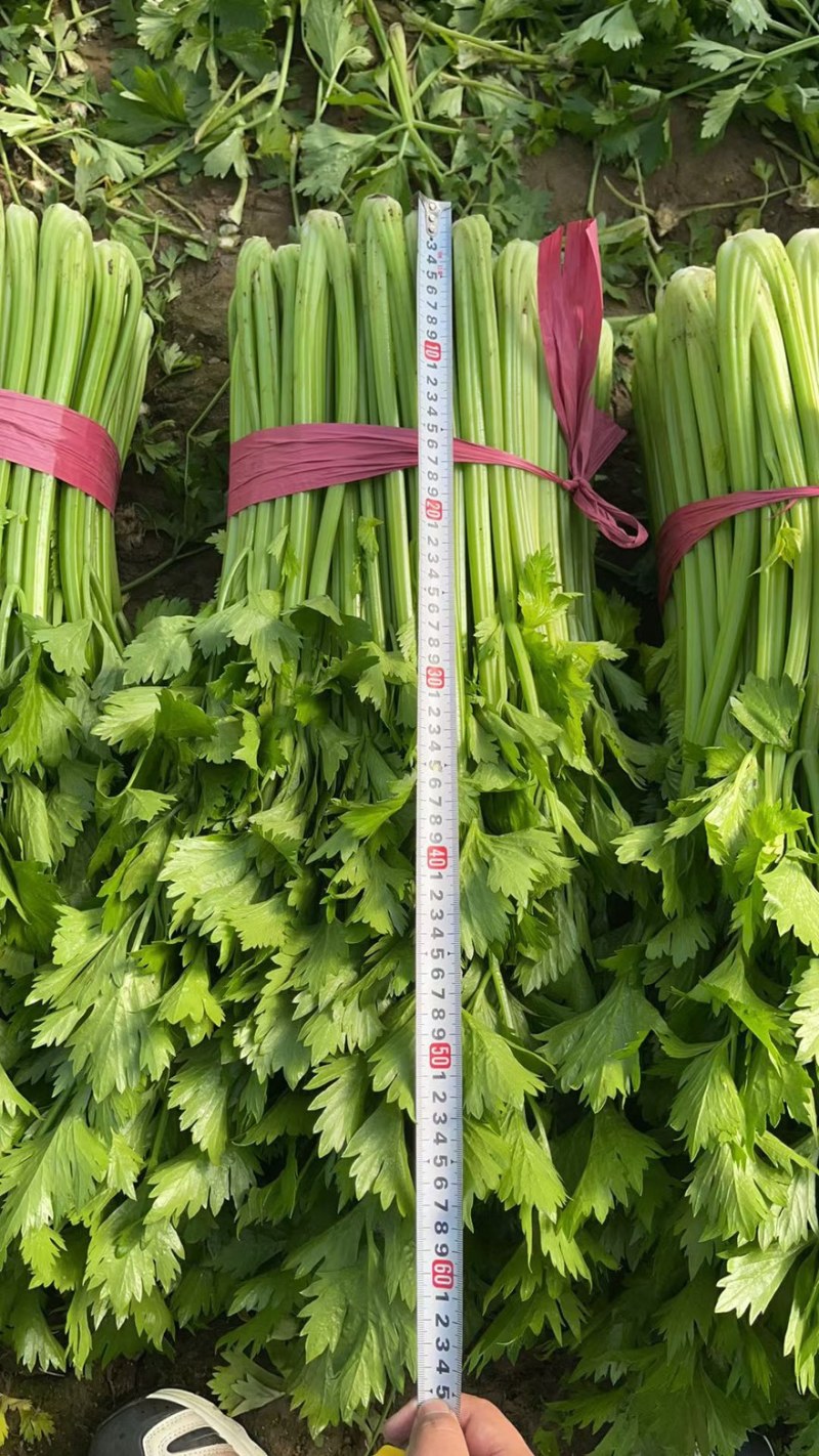 芹菜河南安阳产地直发大量有货，代发全国
