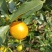 广西脆蜜金桔对接全国市场量大从优欢迎对接采购热卖