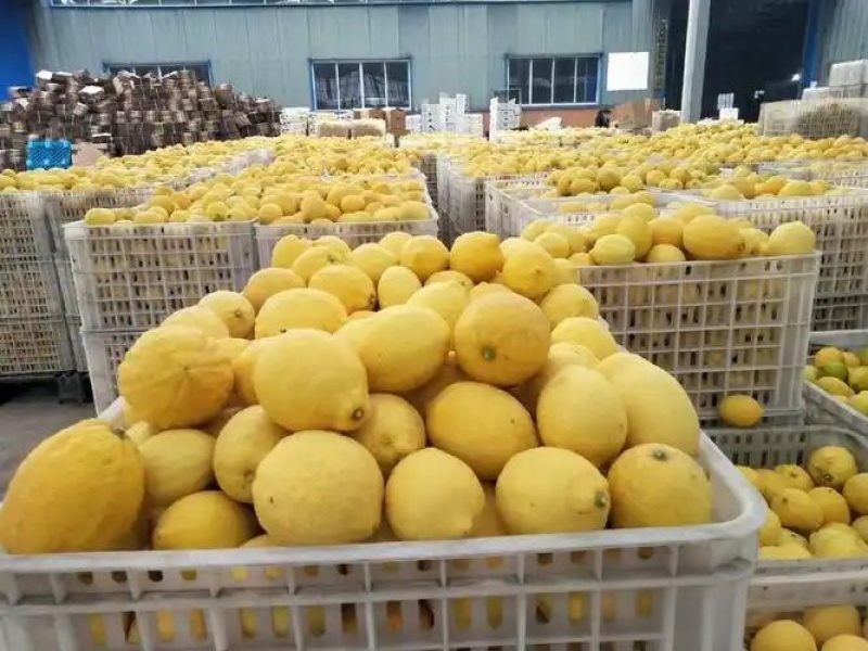 黄柠檬榨汁果