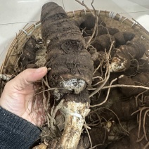 重楼鲜货重楼每一个都是选货有需要泡酒的可以下手了