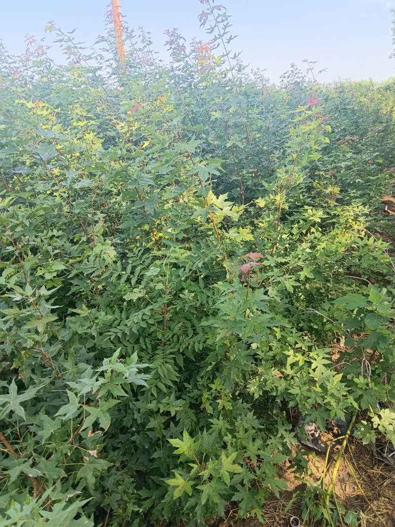 黄栌种子