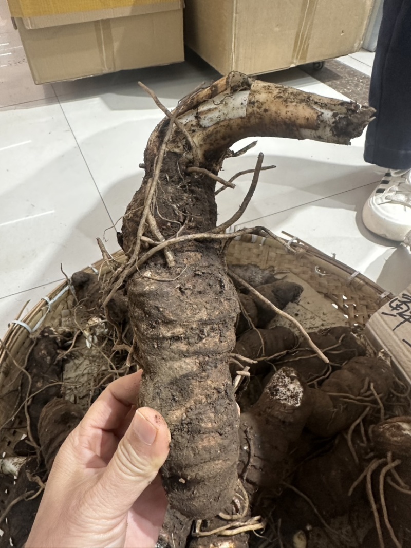 重楼鲜货重楼每一个都是选货有需要泡酒的可以下手了