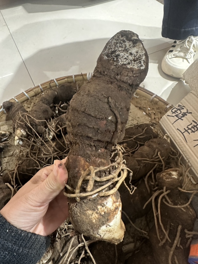 重楼鲜货重楼每一个都是选货有需要泡酒的可以下手了