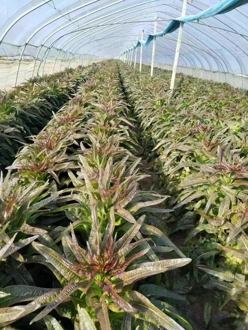 优质红叶香莴苣货源充足，保质保量，随到随装。