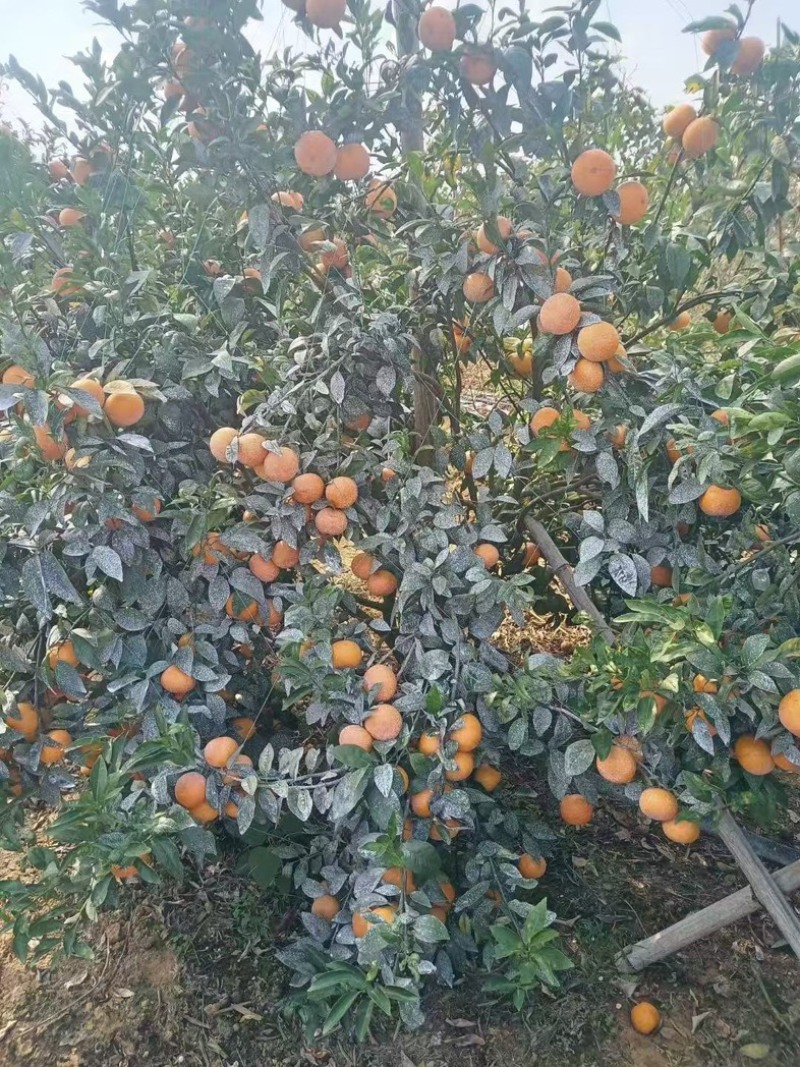 广西沃柑(万亩基地)欢迎全国各地老板来收购支持一件代发