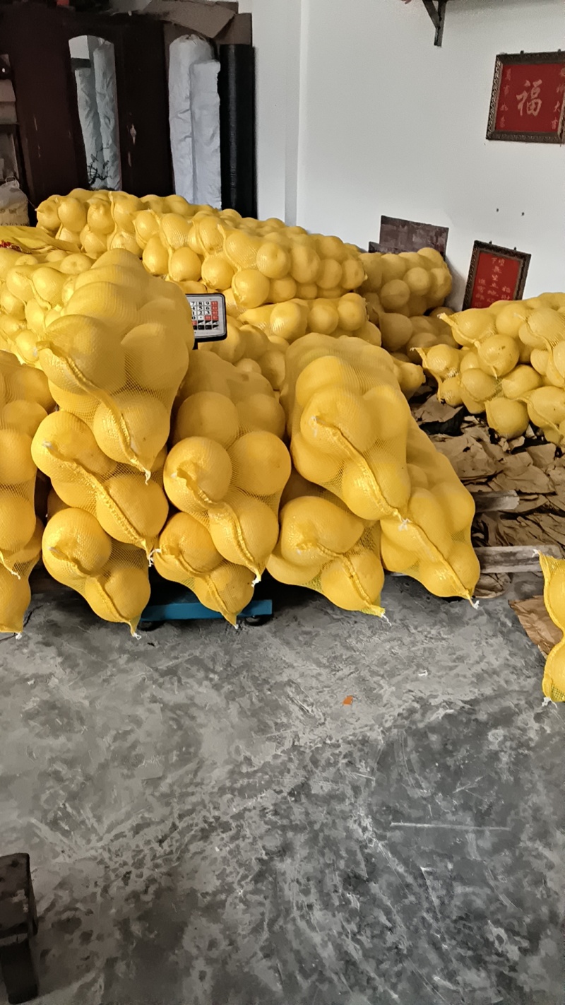柚子白柚