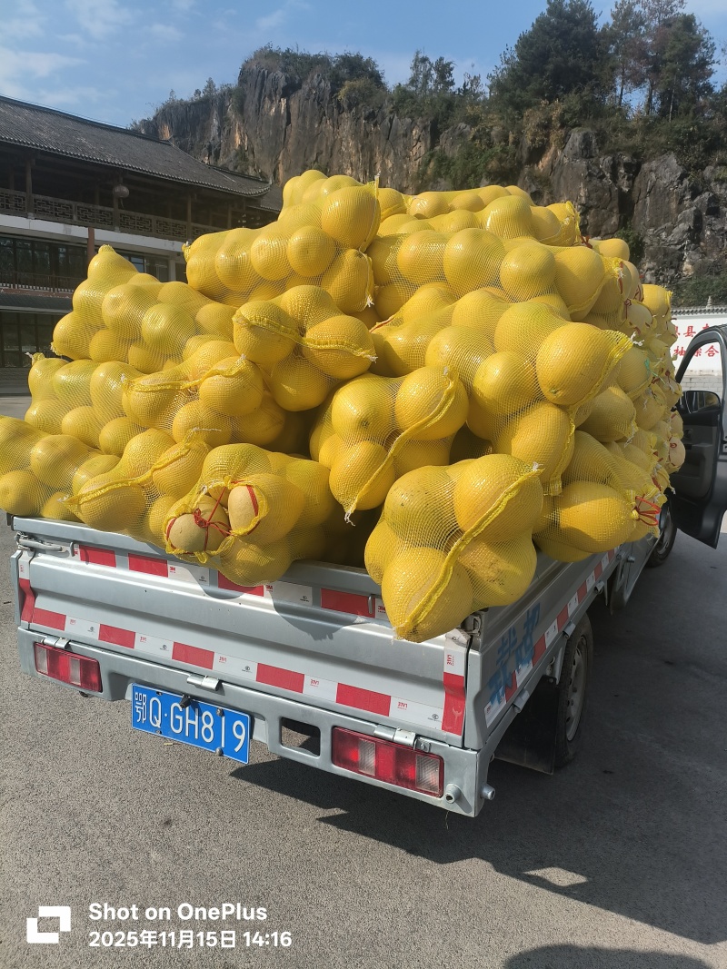 柚子白柚