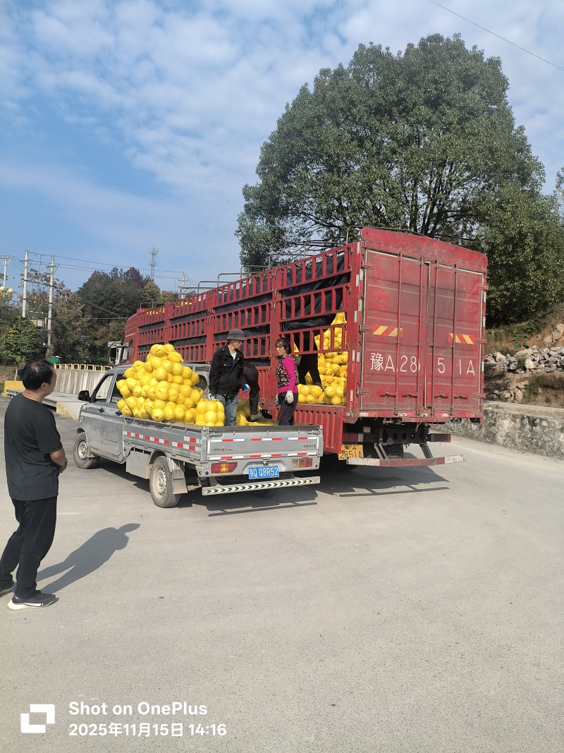 柚子白柚