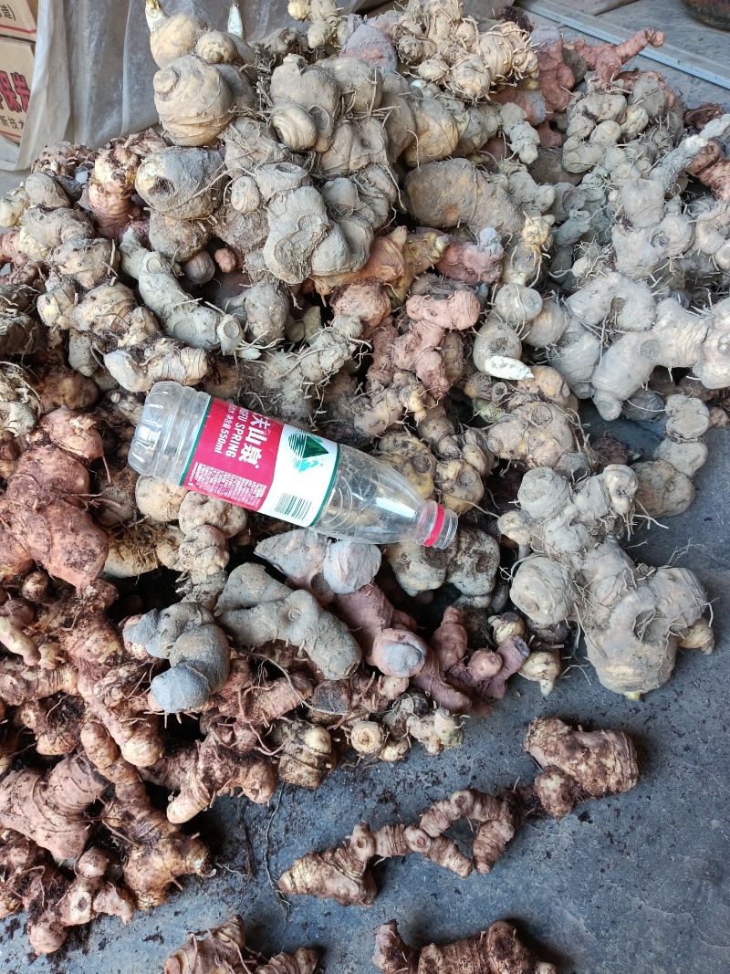 多花姜形甜黄精