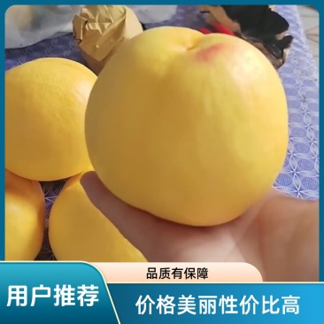 中油八号晚熟甜油桃大果型一斤桃