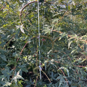 流泉枫树小苗适合盆栽造型红枫苗