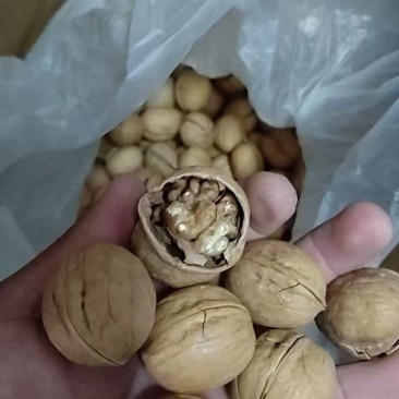 精品纸皮核桃新疆核桃一件代发批发