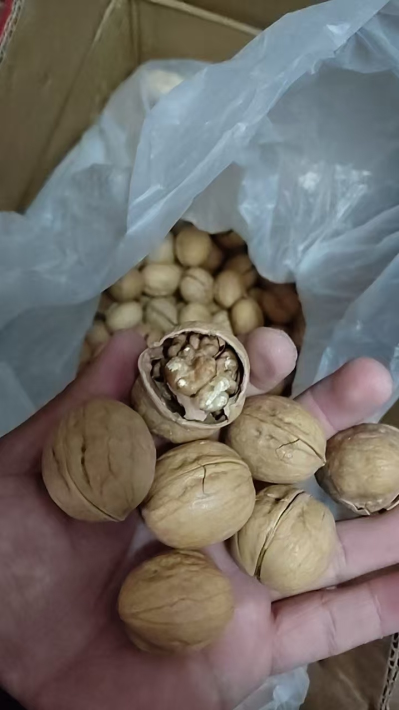 精品纸皮核桃新疆核桃一件代发批发