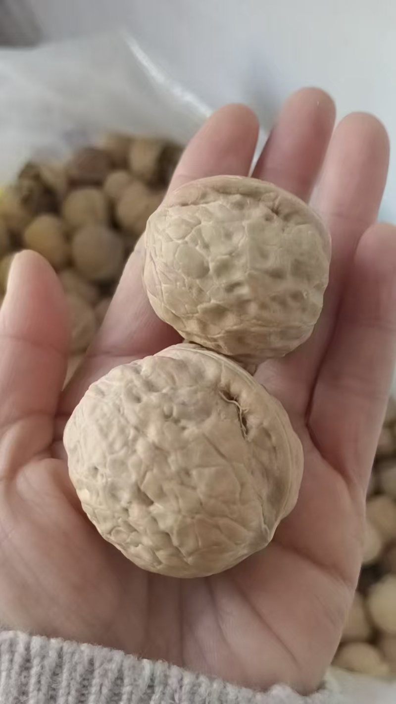 精品纸皮核桃新疆核桃一件代发批发