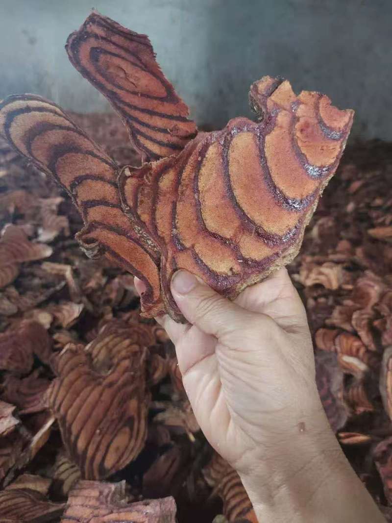 进口鸡血藤
