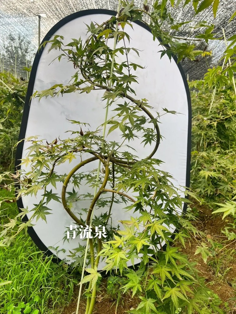 流泉枫树小苗适合盆栽造型红枫苗