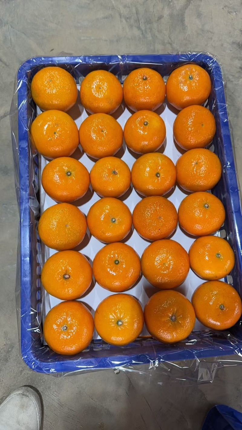 广西沃柑(万亩基地)欢迎全国各地老板来收购支持一件代发