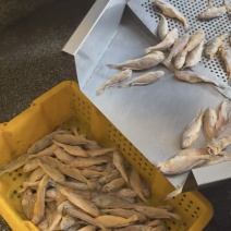 小黄鱼
