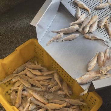 小黄鱼