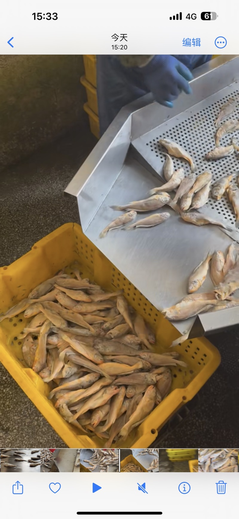 小黄鱼