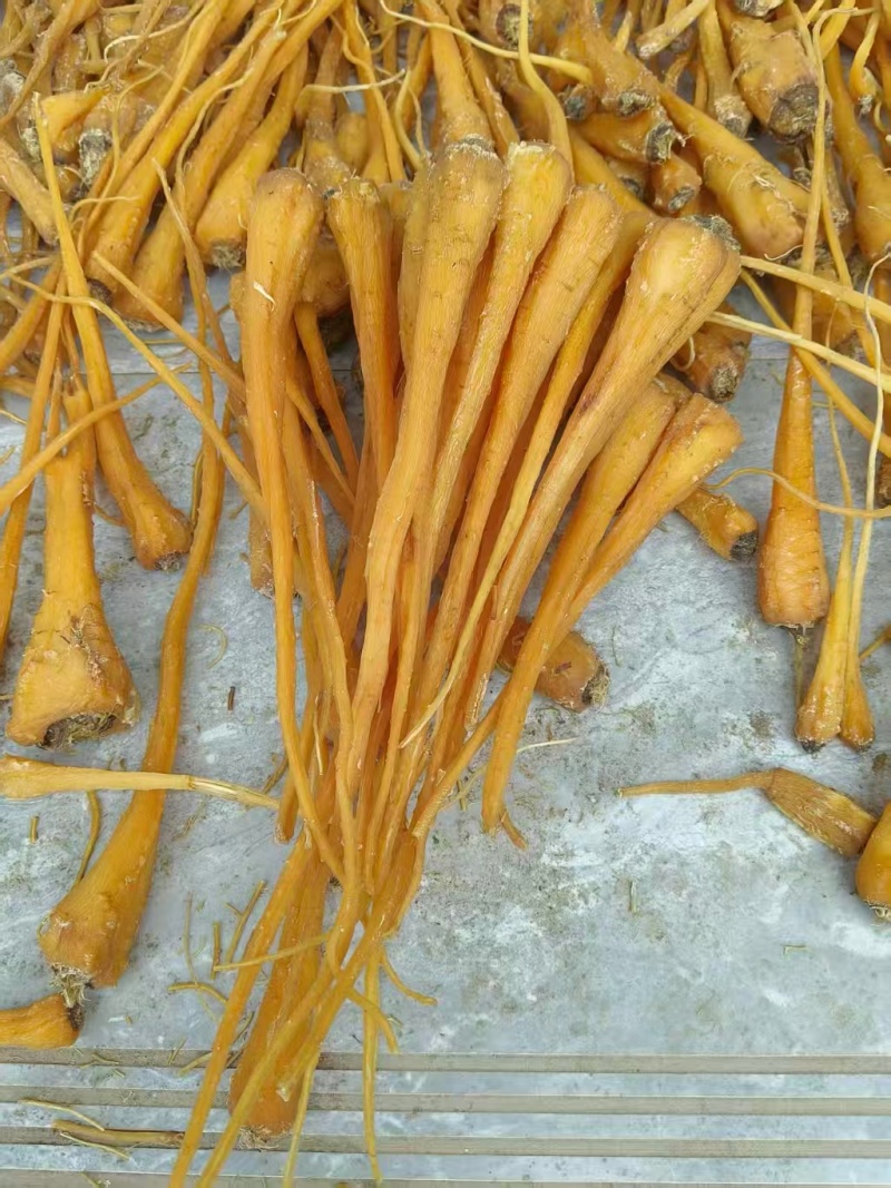 雪参大量上市，产地直销规格齐全欢迎进店量大从优