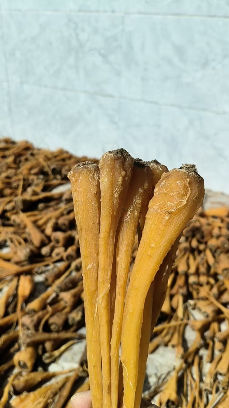 雪参大量上市，产地直销规格齐全欢迎进店量大从优
