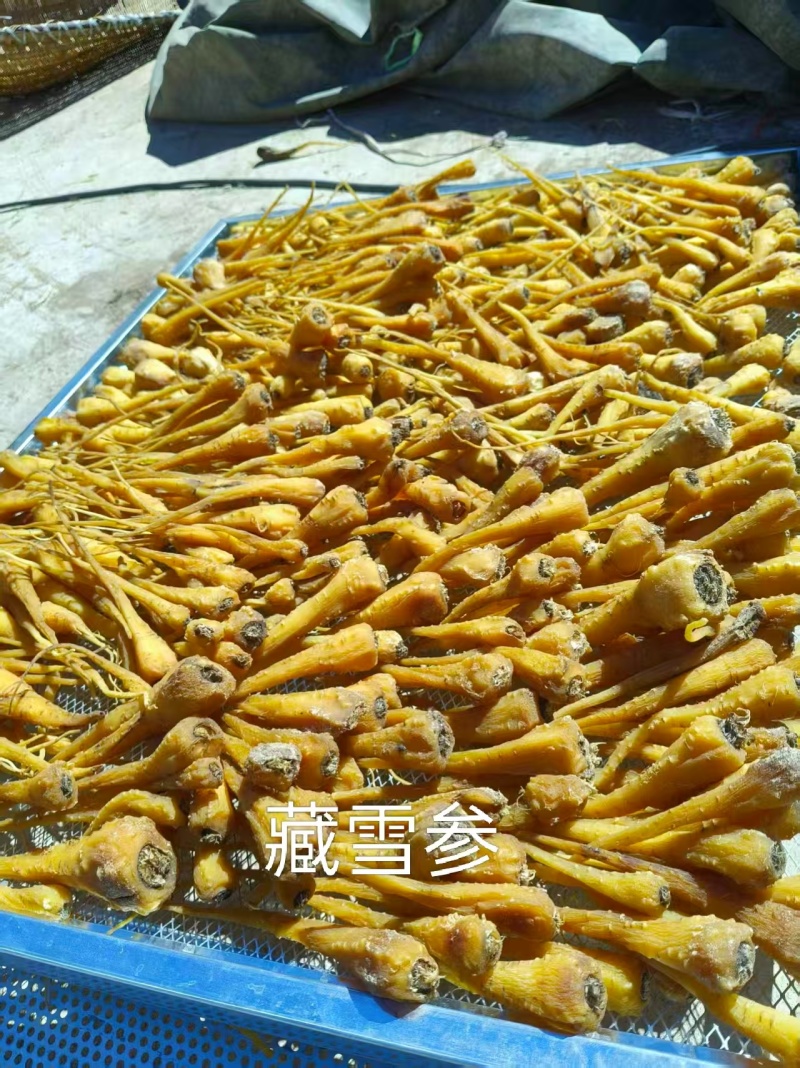 雪参大量上市，产地直销规格齐全欢迎进店量大从优