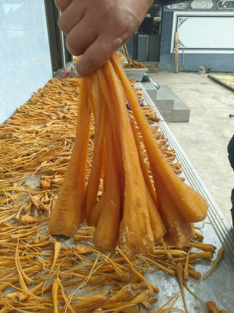 雪参大量上市，产地直销规格齐全欢迎进店量大从优