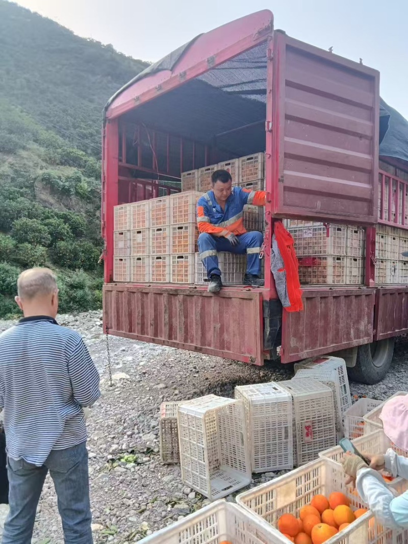 九月红爱媛橙产地一手，新鲜货源视频看货，对接全国