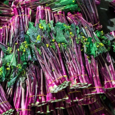 贵州高山菜苔红菜苔品质保证货源充足产地发货欢迎电联