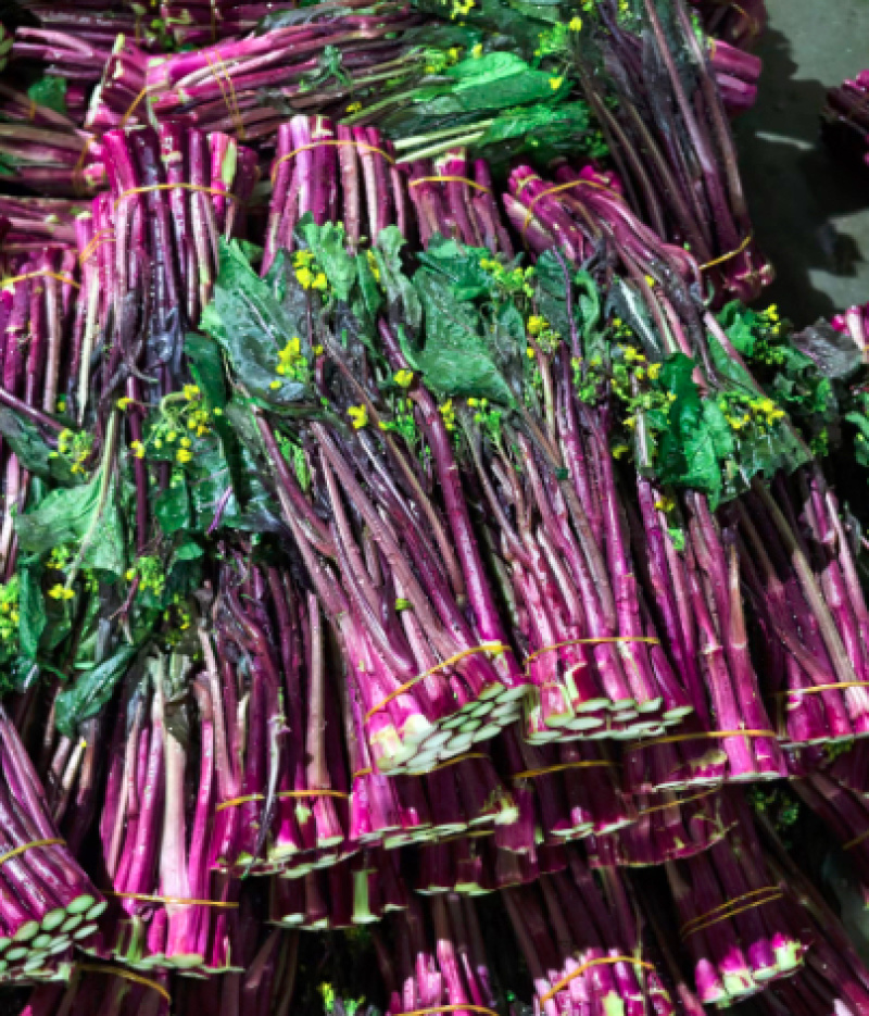 贵州高山菜苔红菜苔品质保证货源充足产地发货欢迎电联