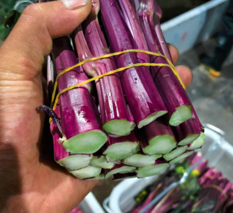 贵州高山菜苔红菜苔品质保证货源充足产地发货欢迎电联