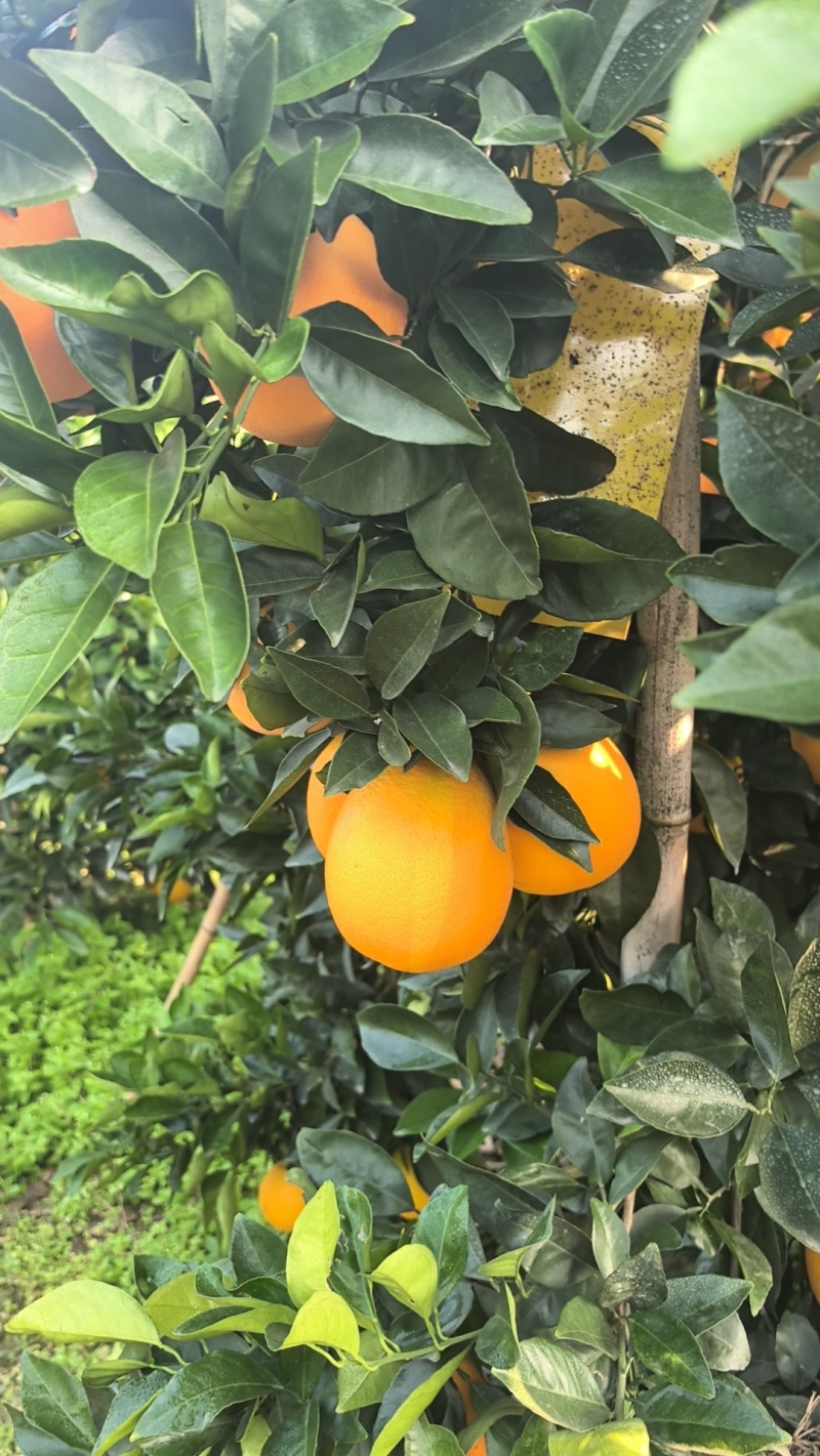 纽荷尔