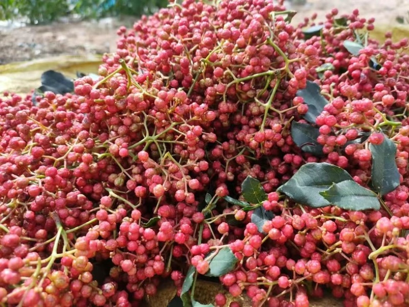 甘肃【伏椒】大红袍花椒开口好麻度高颗粒饱满色泽鲜艳