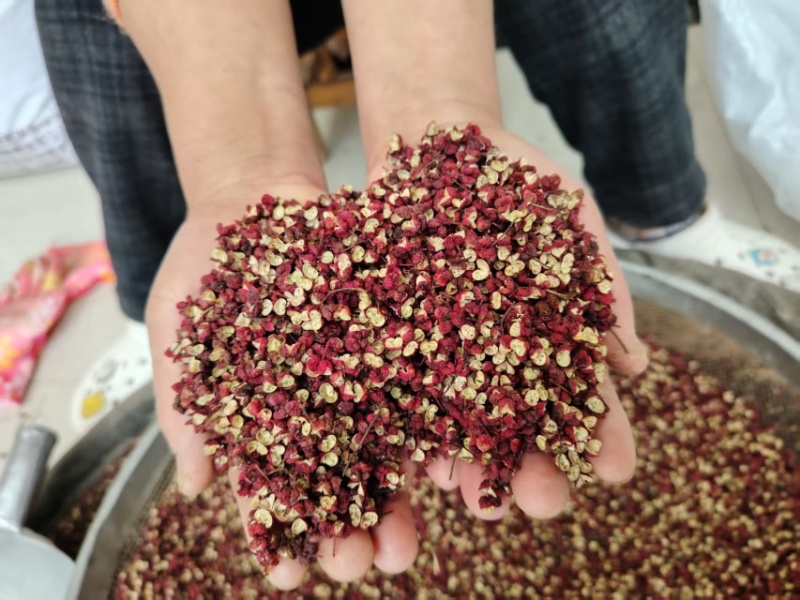 甘肃【伏椒】大红袍花椒开口好麻度高颗粒饱满色泽鲜艳