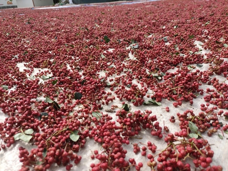 甘肃【伏椒】大红袍花椒开口好麻度高颗粒饱满色泽鲜艳