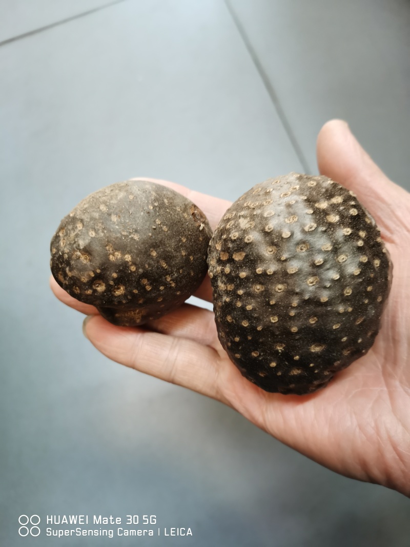 黄独，干货子