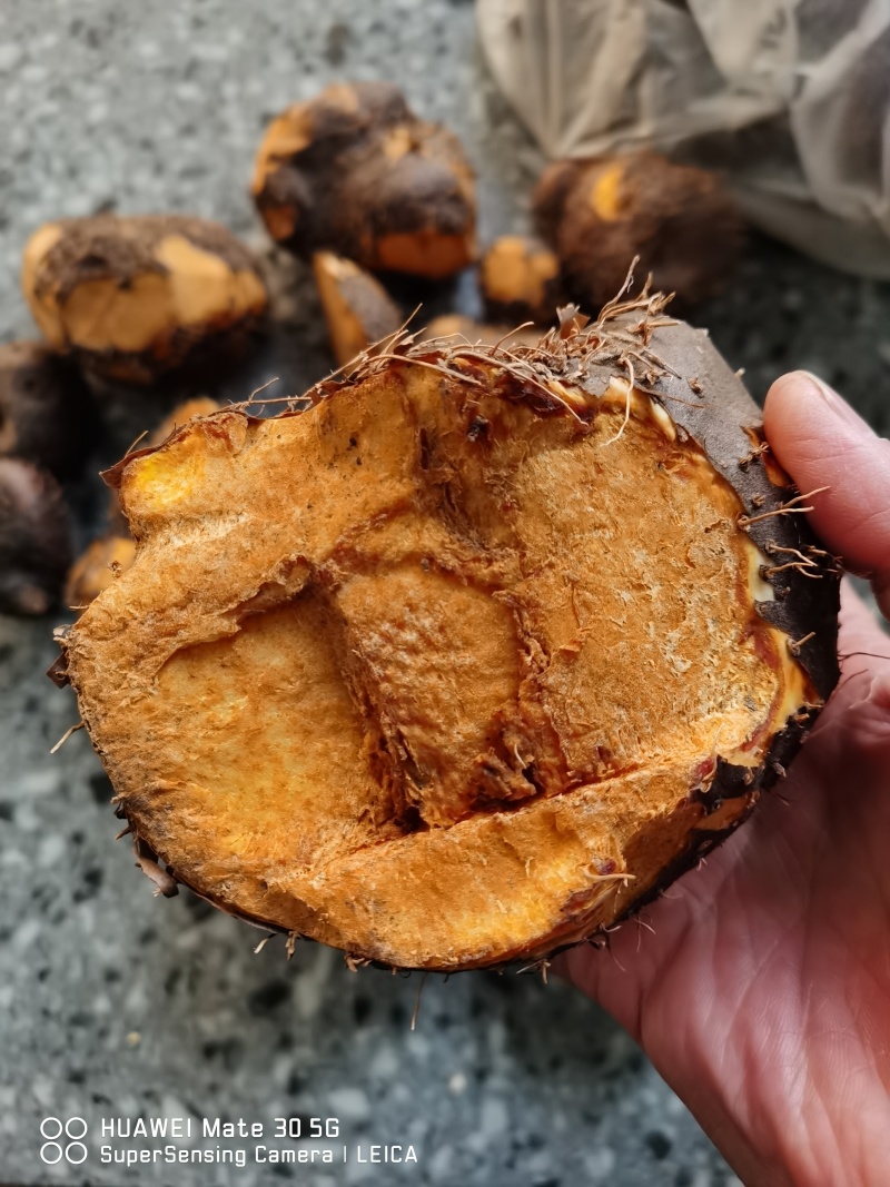 黄独，干货子