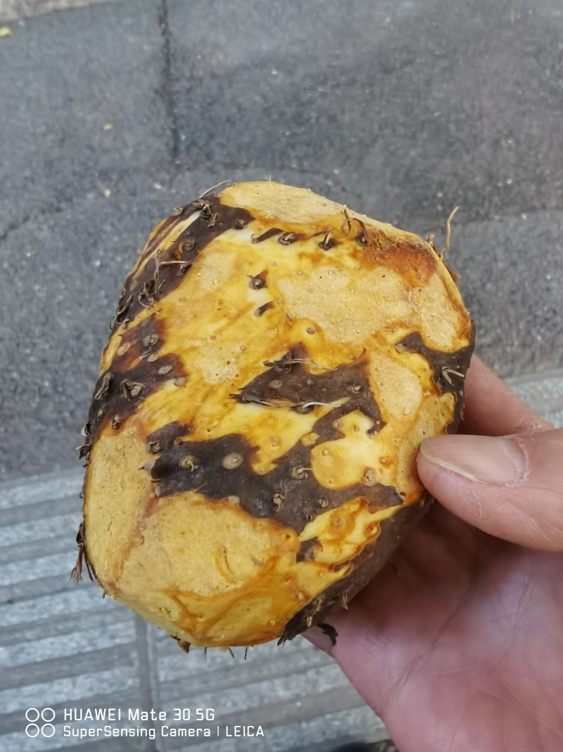 黄独，干货子
