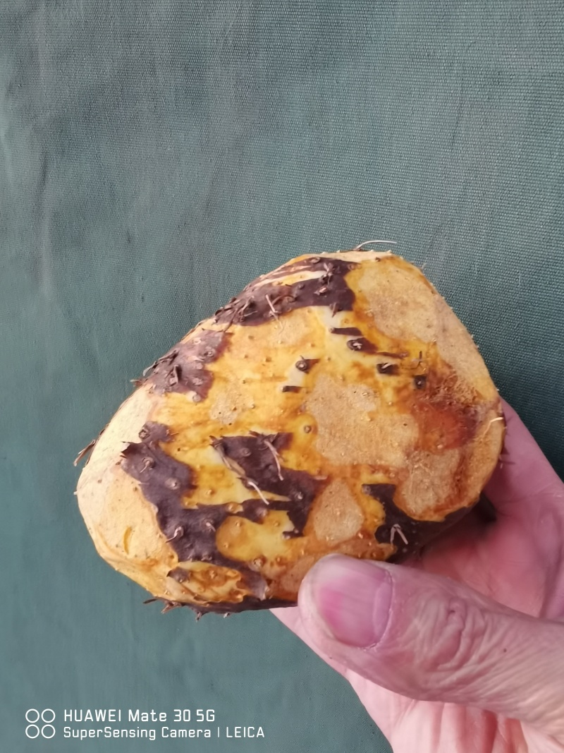 黄独，干货子