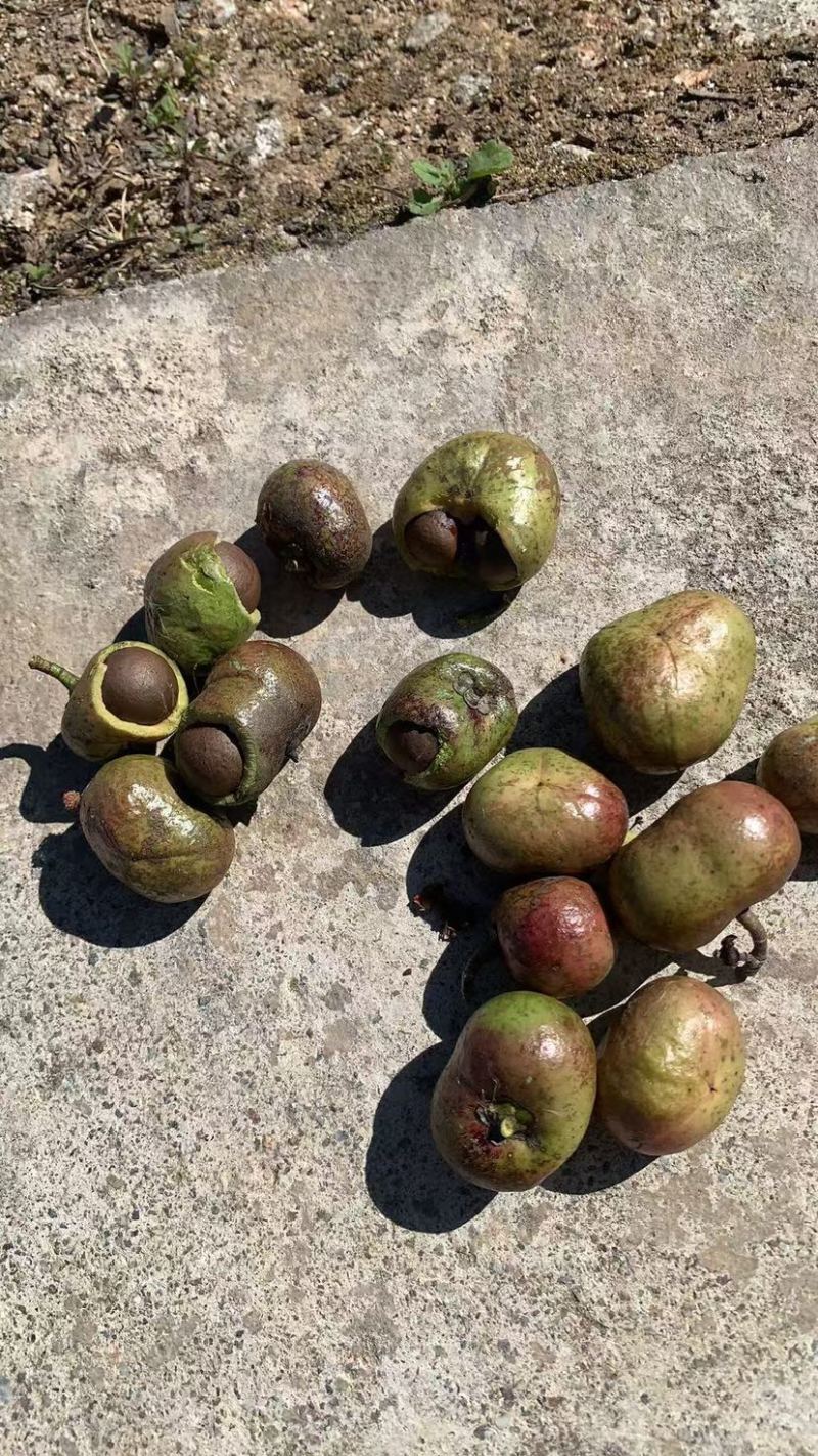 茶籽