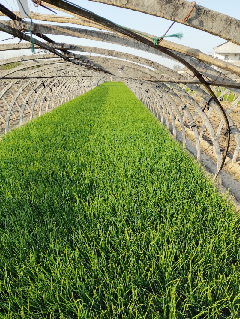 小香葱