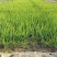 小香葱
