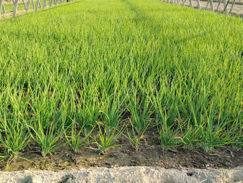 小香葱