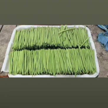 蔬菜小金豆四季豆豆角货源充足量大从优基地直供