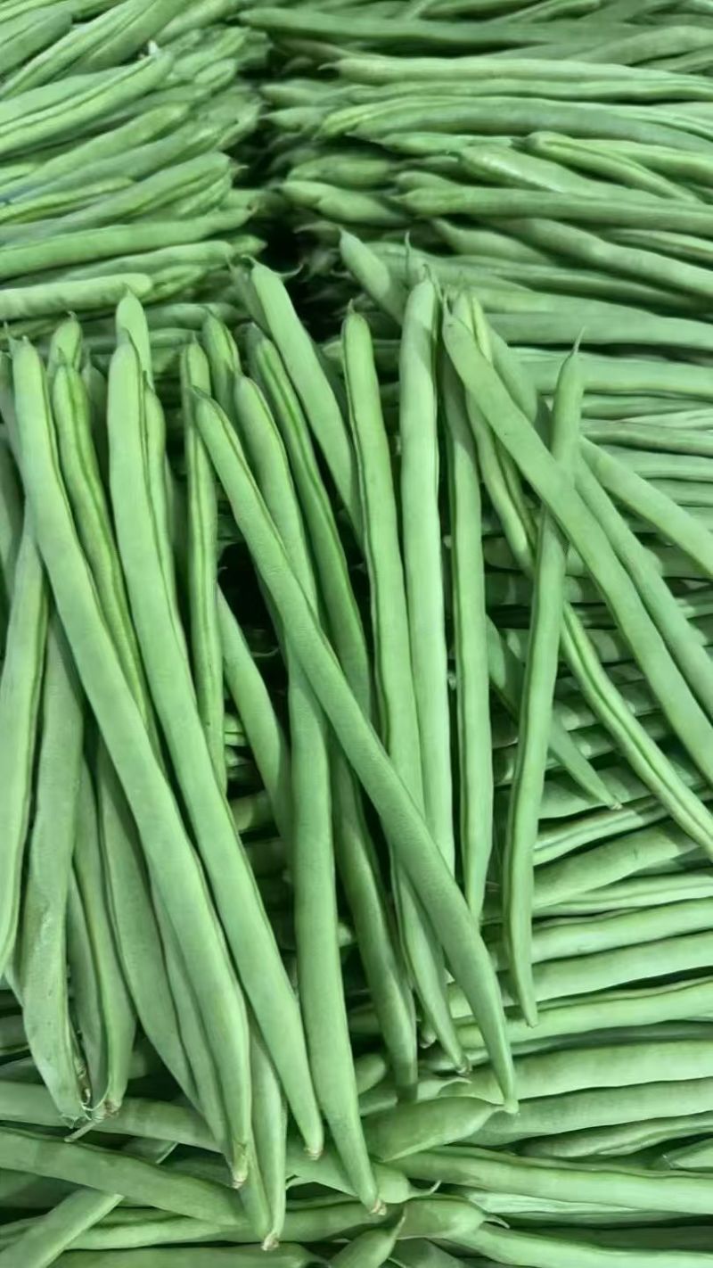 蔬菜小金豆四季豆豆角货源充足量大从优基地直供