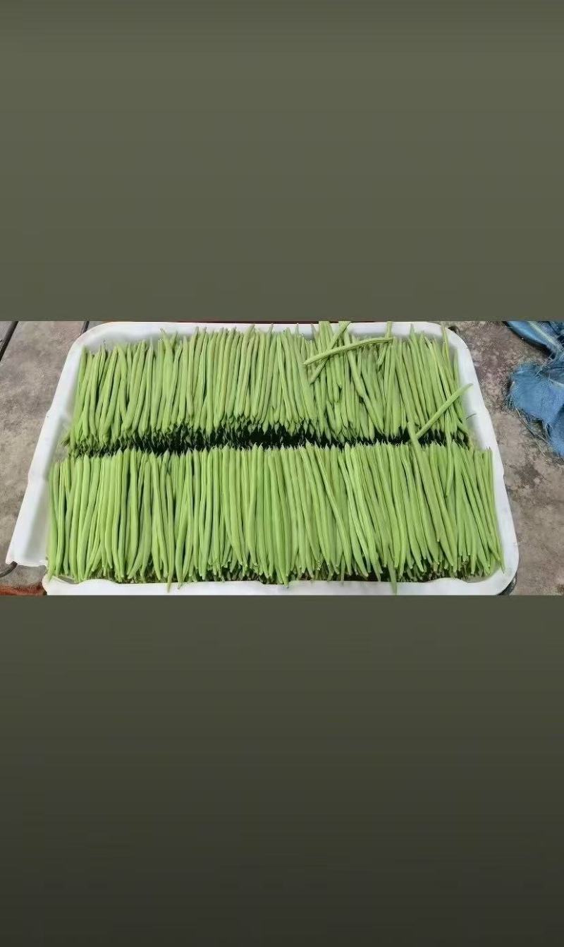 蔬菜小金豆四季豆豆角货源充足量大从优基地直供