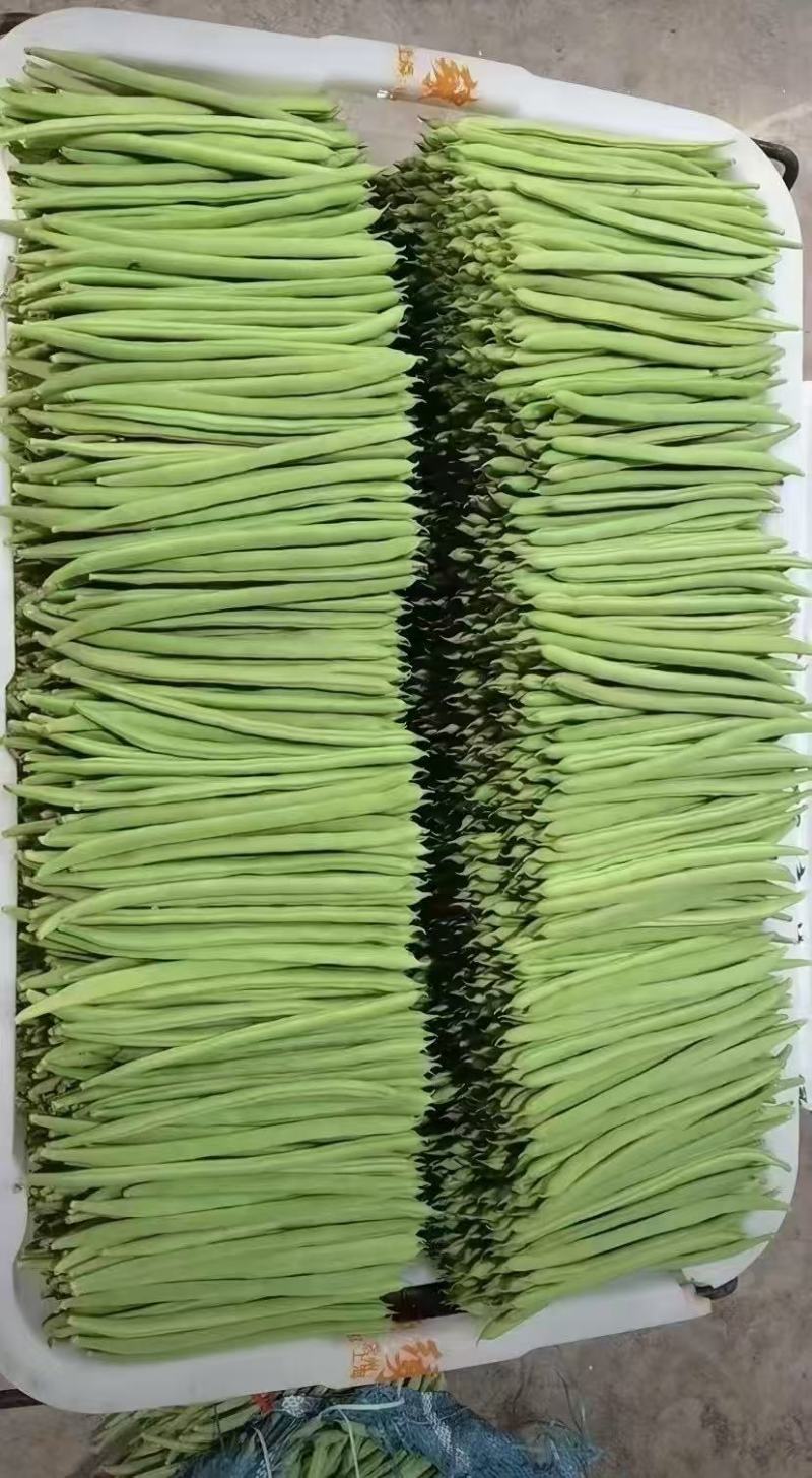 蔬菜小金豆四季豆豆角货源充足量大从优基地直供