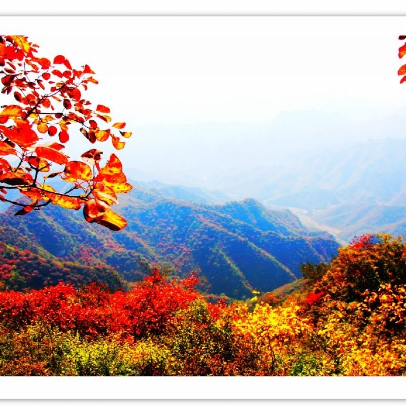 林权流转（森林、梯田、民居、景观）